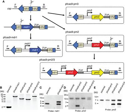 Evaluation of the Effect of Gene Duplication by Genome Editing on Drug Resistance in Plasmodium falciparum